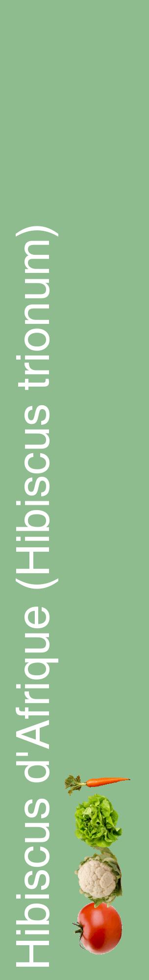 Étiquette de : Hibiscus trionum - format c - style blanche13_basiquehel avec comestibilité simplifiée
