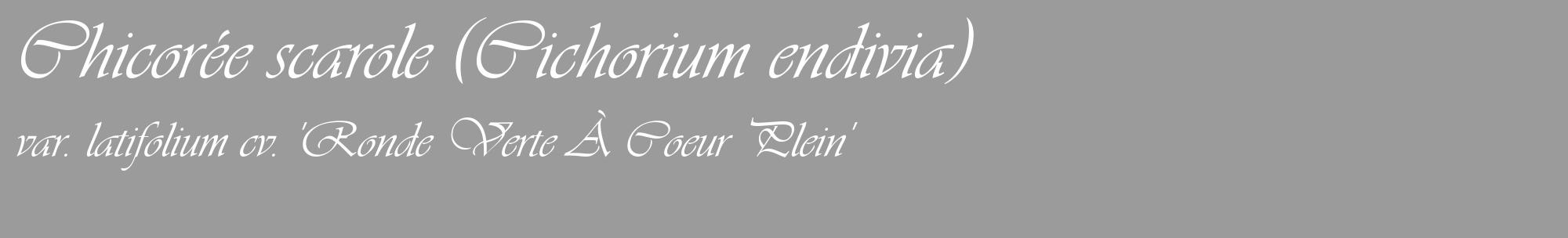 Étiquette de : Cichorium endivia var. latifolium cv. 'Ronde Verte À Coeur Plein' - format c - style blanche52_basique_basiqueviv avec comestibilité