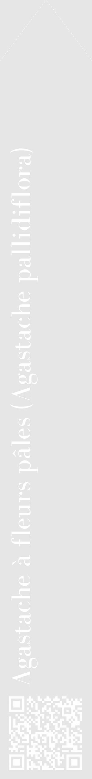 Étiquette de : Agastache pallidiflora - format c - style blanche18_simple_simplebod avec qrcode et comestibilité - position verticale