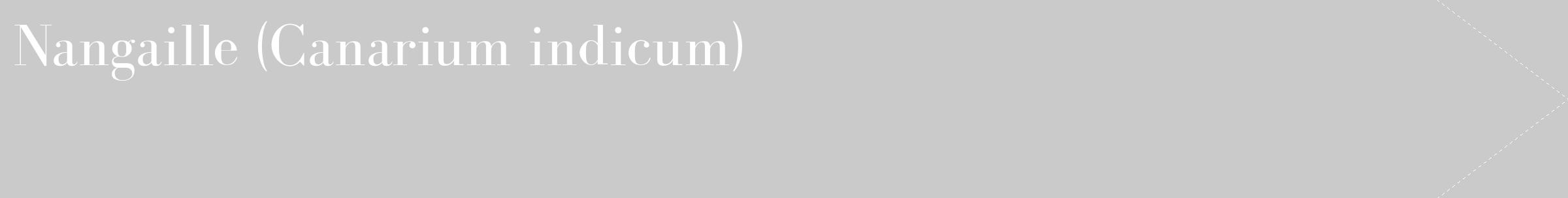 Étiquette de : Canarium indicum - format c - style blanche21_simple_simplebod avec comestibilité