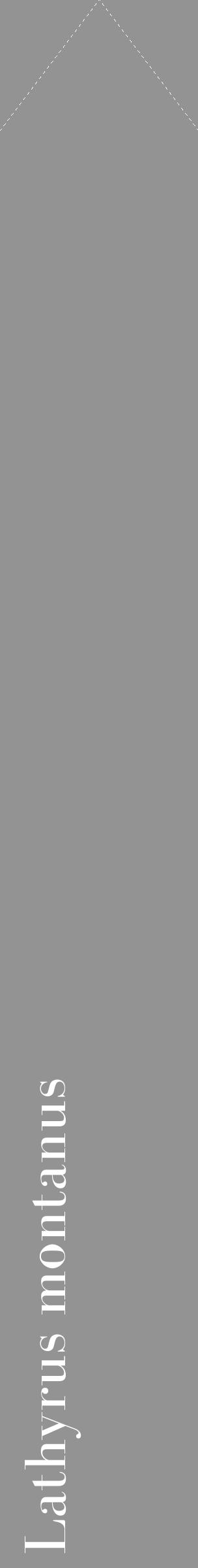 Étiquette de : Lathyrus montanus - format c - style blanche44_simple_simplebod avec comestibilité - position verticale
