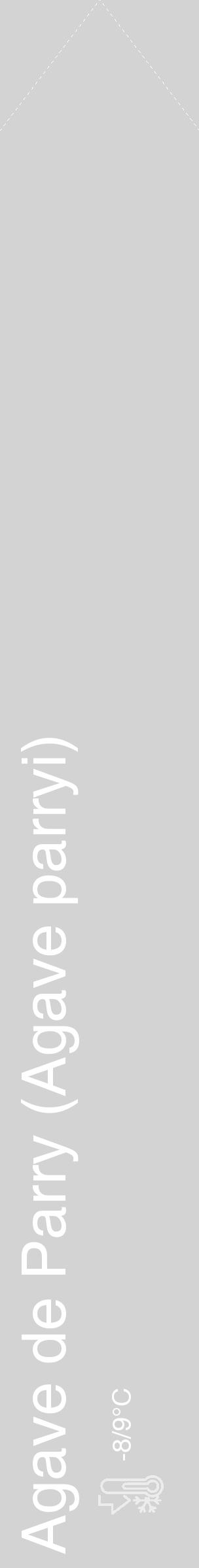 Étiquette de : Agave parryi - format c - style blanche56_simple_simplehel avec comestibilité - position verticale