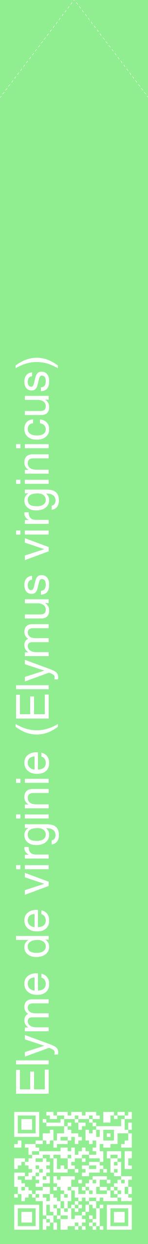Étiquette de : Elymus virginicus - format c - style blanche15_simplehel avec qrcode et comestibilité