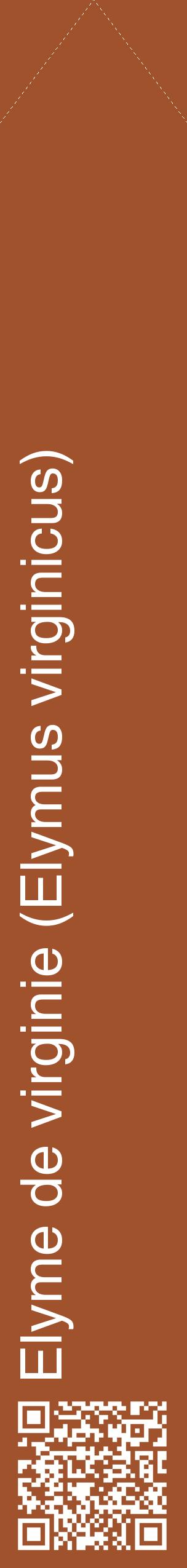 Étiquette de : Elymus virginicus - format c - style blanche32_simplehel avec qrcode et comestibilité