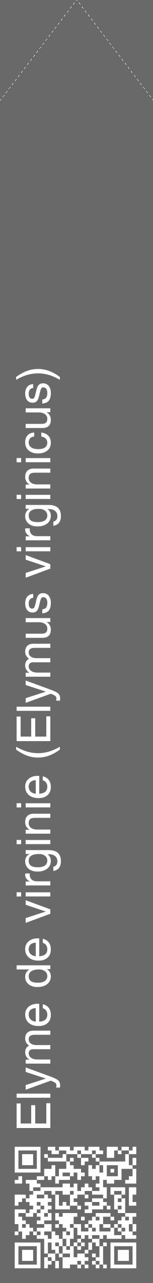 Étiquette de : Elymus virginicus - format c - style blanche51_simple_simplehel avec qrcode et comestibilité - position verticale