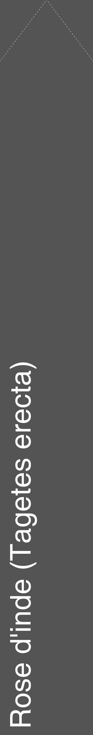 Étiquette de : Tagetes erecta - format c - style blanche30_simple_simplehel avec comestibilité - position verticale