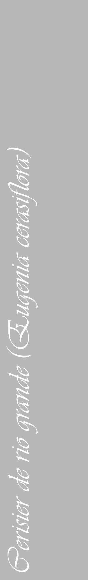 Étiquette de : Eugenia cerasiflora - format c - style blanche39_basique_basiqueviv avec comestibilité - position verticale