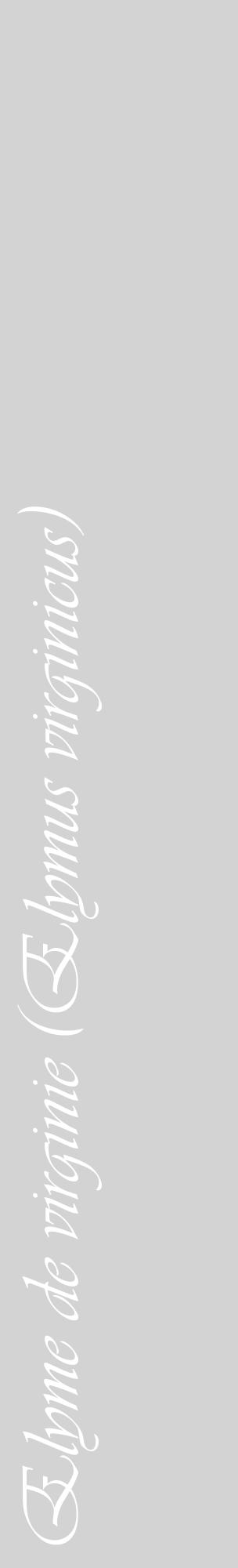 Étiquette de : Elymus virginicus - format c - style blanche56_basiqueviv avec comestibilité