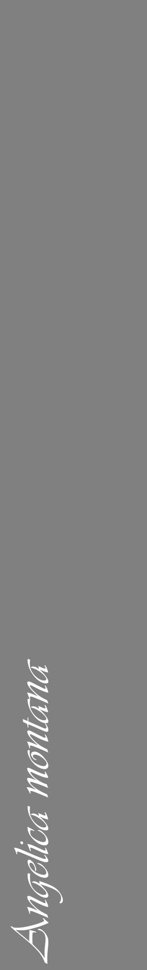 Étiquette de : Angelica montana - format c - style blanche57_basiqueviv avec comestibilité