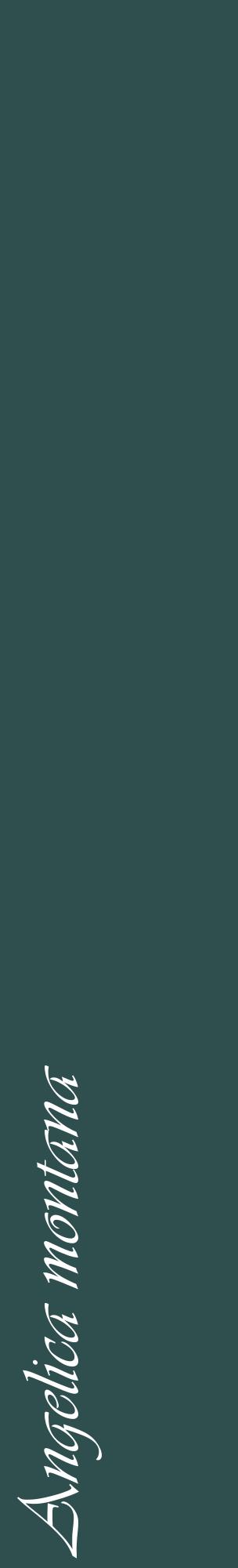 Étiquette de : Angelica montana - format c - style blanche58_basiqueviv avec comestibilité
