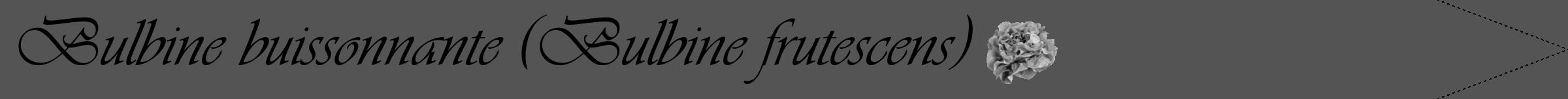 Étiquette de : Bulbine frutescens - format b - style noire36viv avec comestibilité simplifiée