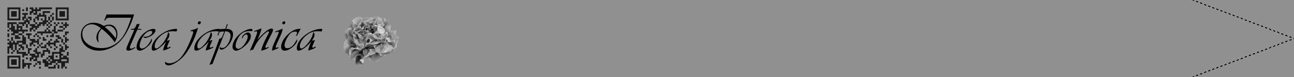 Étiquette de : Itea japonica - format b - style noire4viv avec qrcode et comestibilité simplifiée