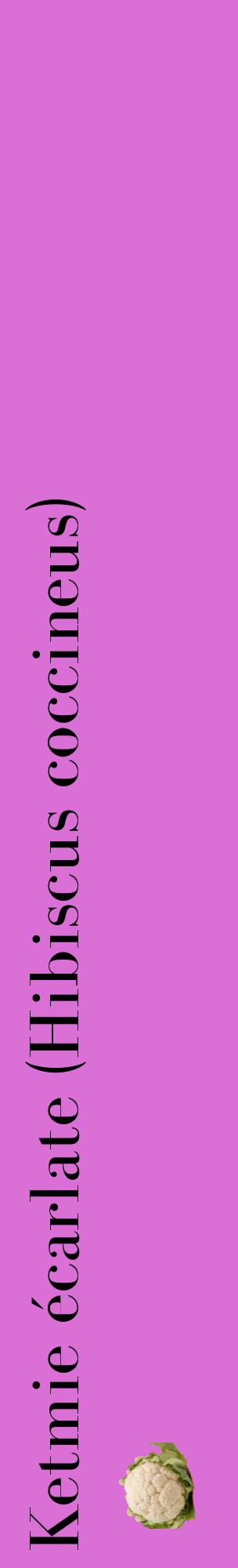 Étiquette de : Hibiscus coccineus - format c - style noire52_basiquebod avec comestibilité simplifiée