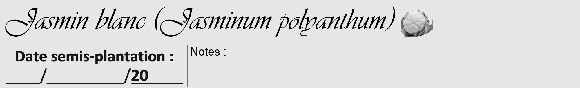 Étiquette de : Jasminum polyanthum - format a - style noire18viv avec comestibilité simplifiée