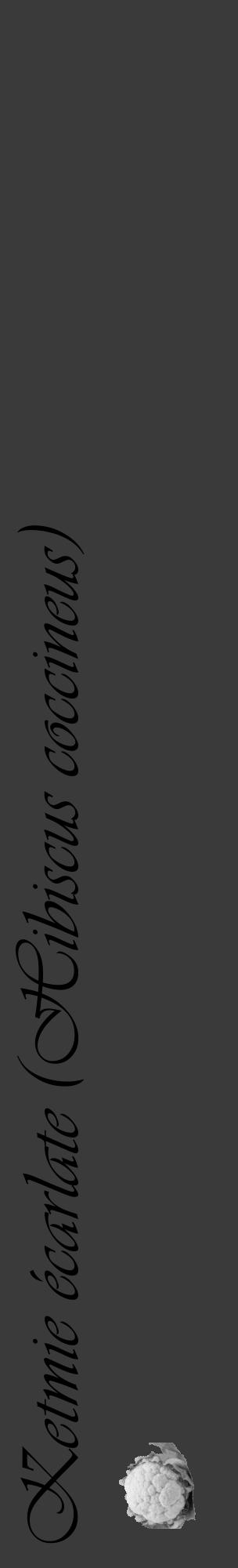 Étiquette de : Hibiscus coccineus - format c - style noire8_basique_basiqueviv avec comestibilité simplifiée - position verticale