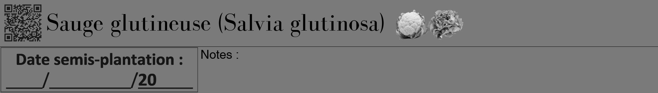 Étiquette de : Salvia glutinosa - format a - style noire3bod avec qrcode et comestibilité simplifiée