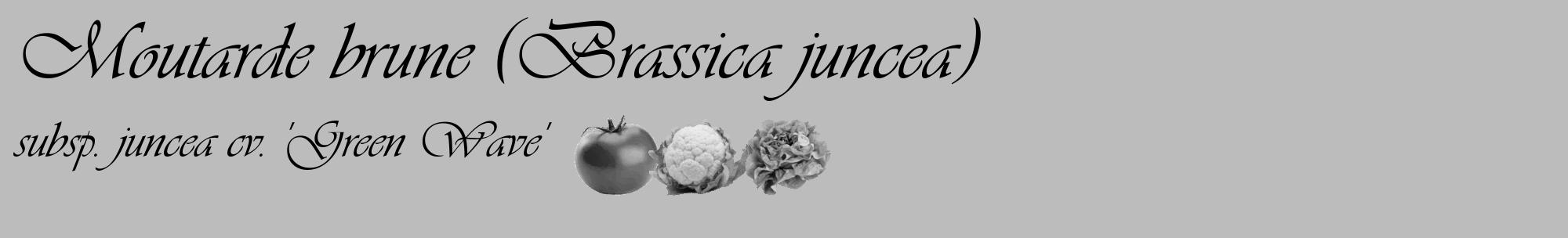 Étiquette de : Brassica juncea subsp. juncea cv. 'Green Wave' - format c - style noire1_basique_basiqueviv avec comestibilité simplifiée