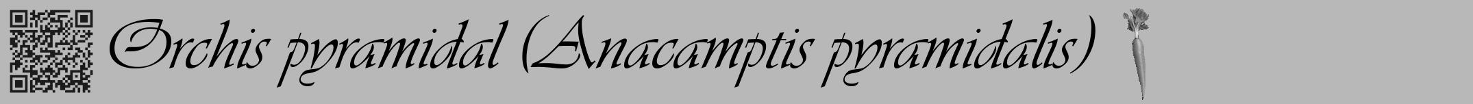 Étiquette de : Anacamptis pyramidalis - format a - style noire39viv avec qrcode et comestibilité simplifiée