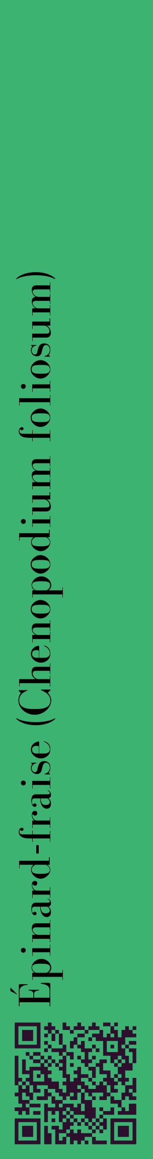Étiquette de : Chenopodium foliosum - format c - style noire12_basiquebod avec qrcode et comestibilité