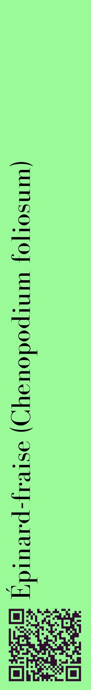 Étiquette de : Chenopodium foliosum - format c - style noire14_basiquebod avec qrcode et comestibilité