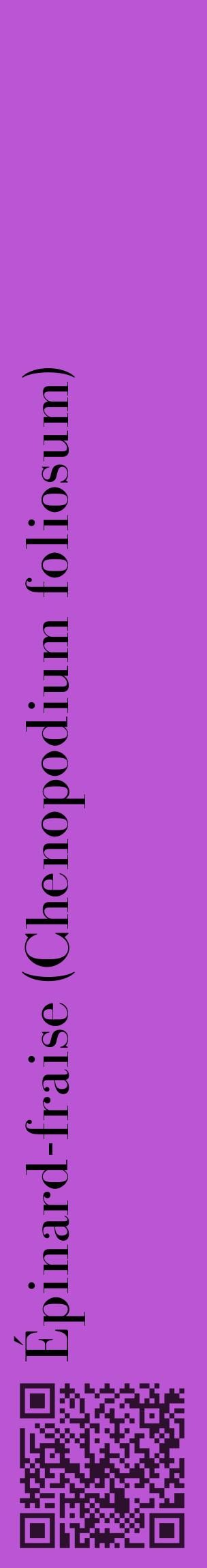 Étiquette de : Chenopodium foliosum - format c - style noire50_basiquebod avec qrcode et comestibilité