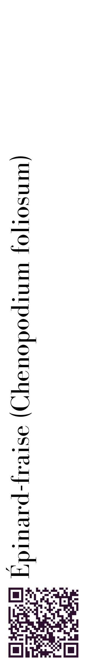 Étiquette de : Chenopodium foliosum - format c - style noire60_basiquebod avec qrcode et comestibilité