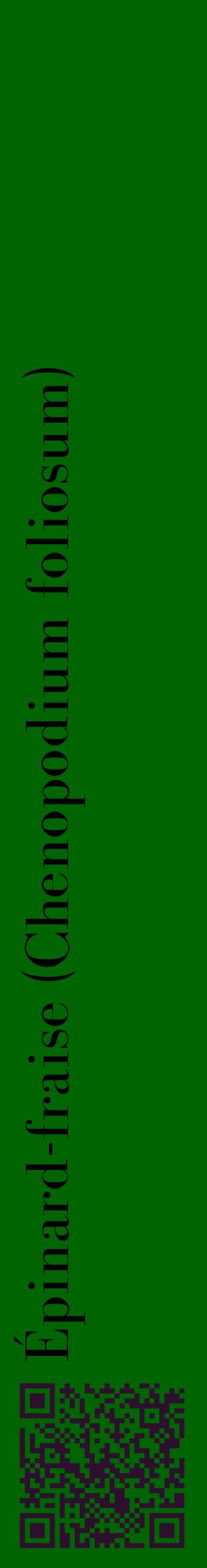 Étiquette de : Chenopodium foliosum - format c - style noire8_basiquebod avec qrcode et comestibilité