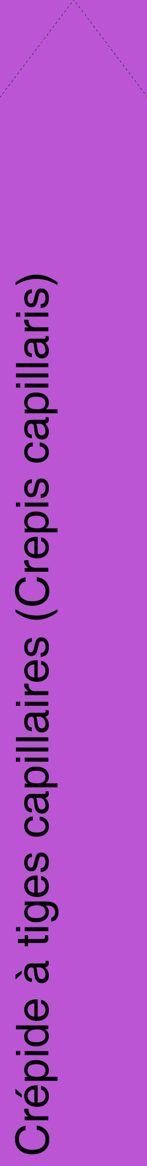 Étiquette de : Crepis capillaris - format c - style noire50_simplehel avec comestibilité