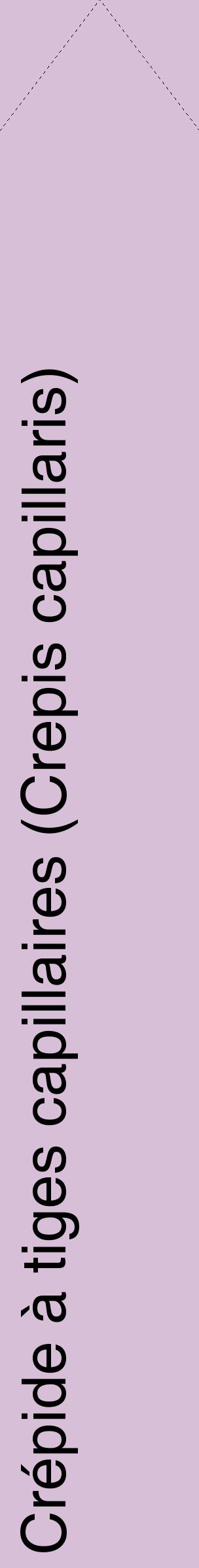 Étiquette de : Crepis capillaris - format c - style noire54_simplehel avec comestibilité