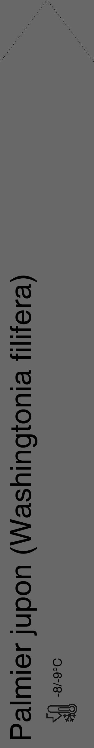 Étiquette de : Washingtonia filifera - format c - style noire43_simple_simplehel avec comestibilité - position verticale