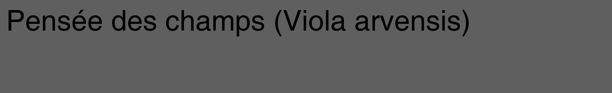 Étiquette de : Viola arvensis - format c - style noire10_basique_basiquehel avec comestibilité