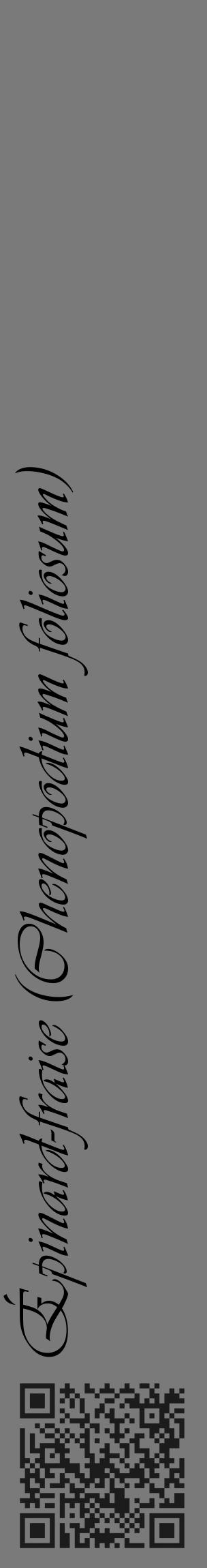 Étiquette de : Chenopodium foliosum - format c - style noire3_basique_basiqueviv avec qrcode et comestibilité - position verticale