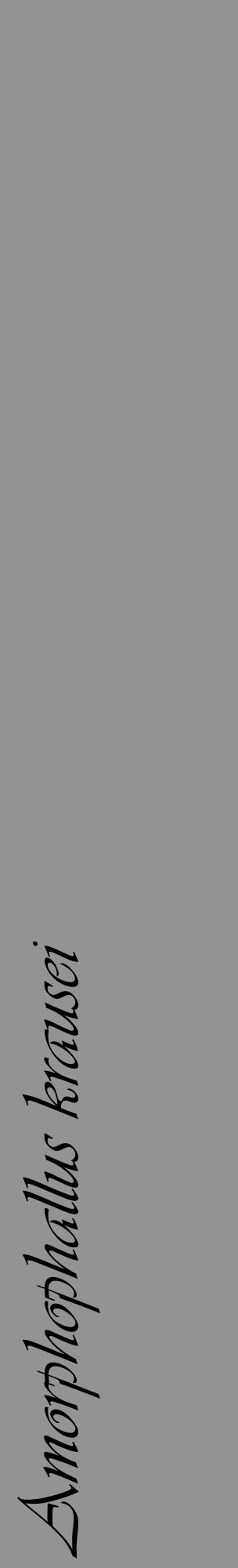 Étiquette de : Amorphophallus krausei - format c - style noire44_basique_basiqueviv avec comestibilité - position verticale