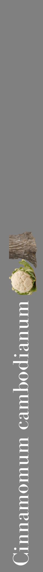 Étiquette de : Cinnamomum cambodianum - format a - style blanche57basiquebod avec comestibilité simplifiée - position verticale