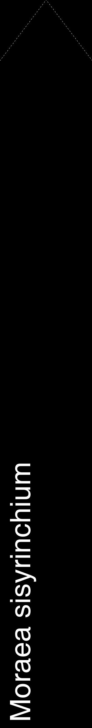 Étiquette de : Moraea sisyrinchium - format c - style blanche59_simplehel avec comestibilité