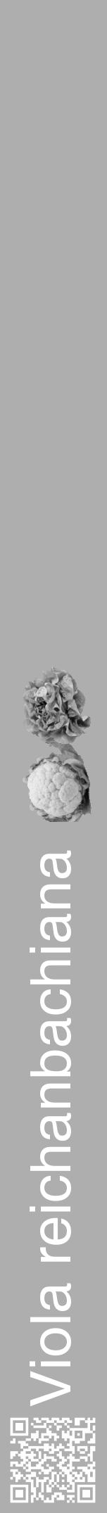 Étiquette de : Viola reichanbachiana - format a - style blanche53hel avec qrcode et comestibilité simplifiée - position verticale