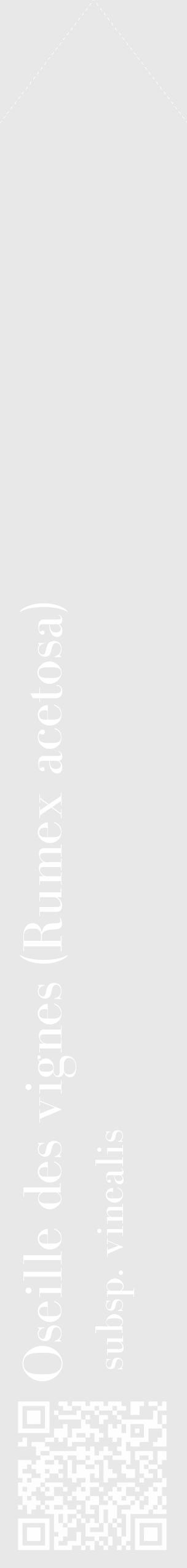 Étiquette de : Rumex acetosa subsp. vinealis - format c - style blanche55_simple_simplebod avec qrcode et comestibilité - position verticale