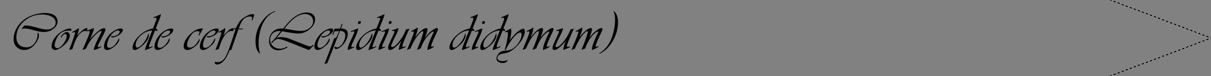 Étiquette de : Lepidium didymum - format b - style noire50viv avec comestibilité