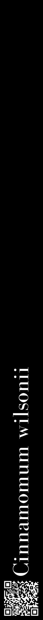 Étiquette de : Cinnamomum wilsonii - format a - style blanche59bod avec qrcode et comestibilité - position verticale