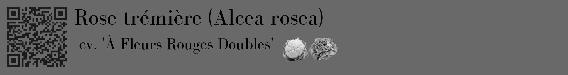Étiquette de : Alcea rosea cv. 'À Fleurs Rouges Doubles' - format c - style noire11_basique_basiquebod avec qrcode et comestibilité simplifiée