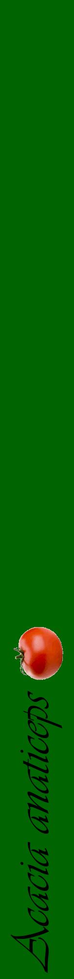 Étiquette de : Acacia anaticeps - format a - style noire8viv avec comestibilité simplifiée