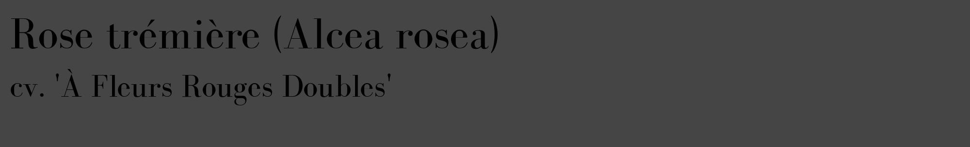Étiquette de : Alcea rosea cv. 'À Fleurs Rouges Doubles' - format c - style noire58_basique_basiquebod avec comestibilité