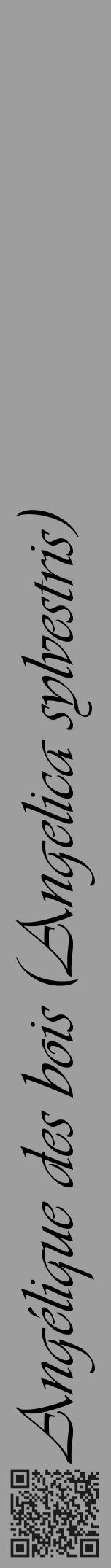 Étiquette de : Angelica sylvestris - format a - style noire23simpleviv avec qrcode et comestibilité - position verticale