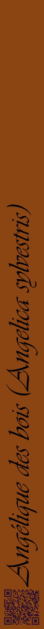 Étiquette de : Angelica sylvestris - format a - style noire30viv avec qrcode et comestibilité