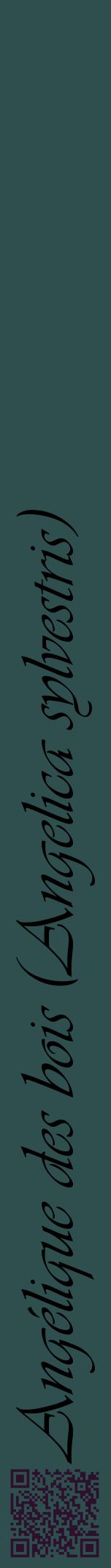 Étiquette de : Angelica sylvestris - format a - style noire58viv avec qrcode et comestibilité