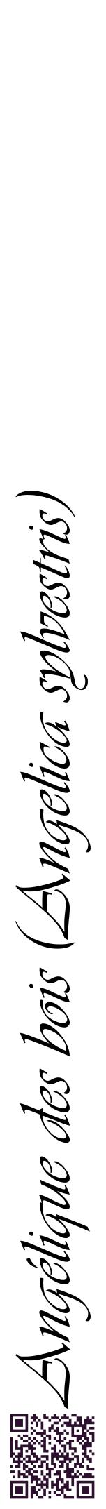 Étiquette de : Angelica sylvestris - format a - style noire60viv avec qrcode et comestibilité