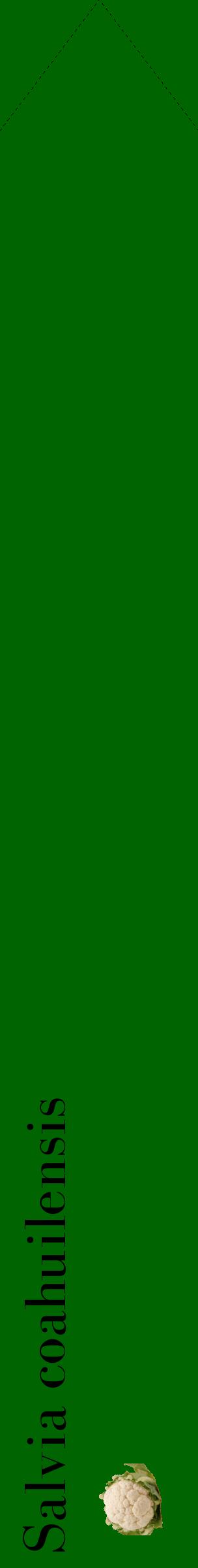 Étiquette de : Salvia coahuilensis - format c - style noire8_simplebod avec comestibilité simplifiée