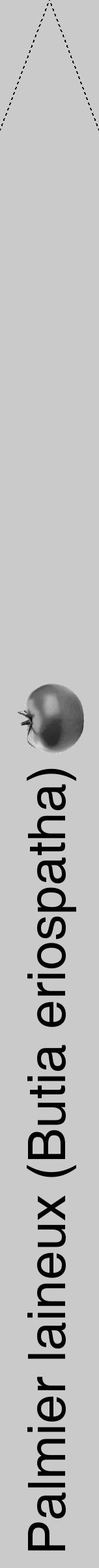 Étiquette de : Butia eriospatha - format b - style noire21hel avec comestibilité simplifiée - position verticale