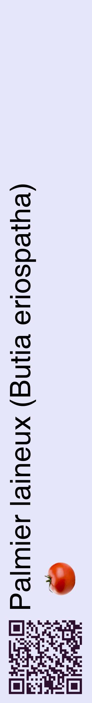 Étiquette de : Butia eriospatha - format c - style noire55_basiquehel avec qrcode et comestibilité simplifiée