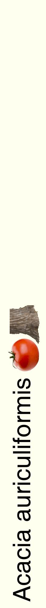 Étiquette de : Acacia auriculiformis - format a - style noire19hel avec comestibilité simplifiée